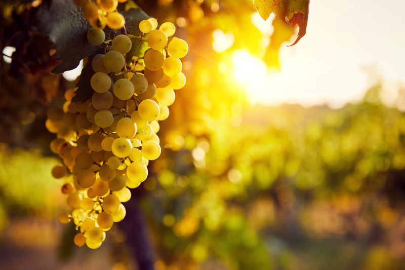 Vino Godello