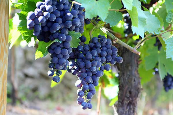 Vino Mencía