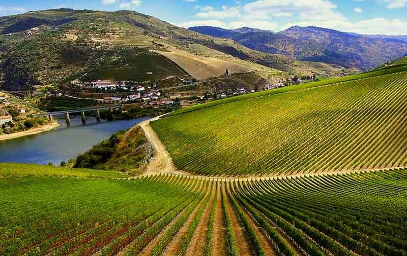 Vino Ribera del Duero