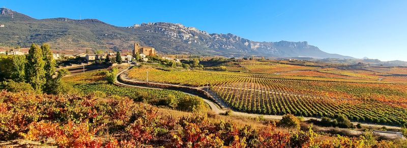 Vino Rioja